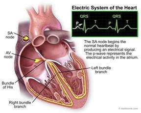 The Anatomy Of The Heart S Electrical System Explained With Diagrams